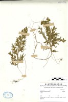 藏品(生根卷柏)的圖片